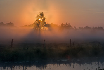 Foggy Dawn