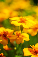 Obraz premium Orange juice flowers grow in the fresh air
