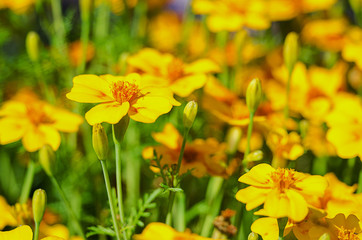 Orange juice flowers grow in the fresh air