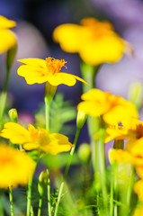 Obraz premium Orange juice flowers grow in the fresh air