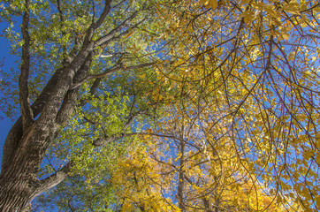 Autumn trees - yellow and green leaves - blue sky