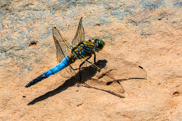 Plattbauchlibelle