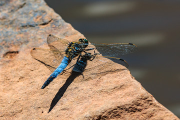 Plattbauchlibelle
