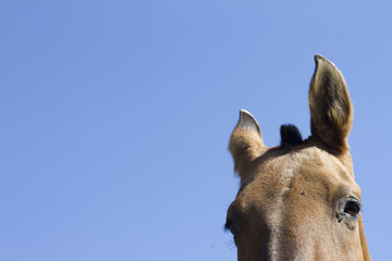 Olhar do Cavalo