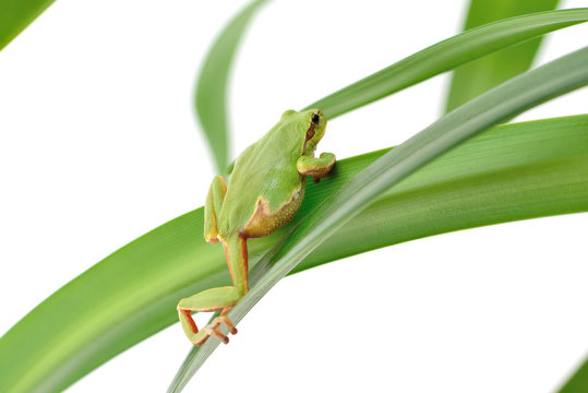 frog sitting on a leaf