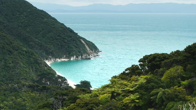lush tree ferns grow on the hills around whariwharangi bay in abel tasman national park