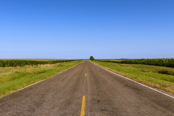 Long empty country road in rural Texas along cornfields; Concept for travel in Texas, USA