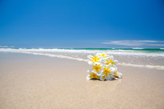A tropical frangipani flower on the beach with blue sky
