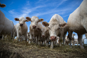 Portrait of a white cow and friends, standing in a field.
