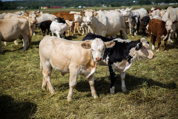 Portrait of a white cow and friends, standing in a field.