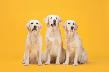 Three Labrador Retriever dogs isolated against a yellow background