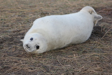 Fototapeta premium Seals at Donna Nook