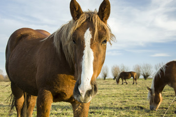 Brown horse with white stain in the pasture