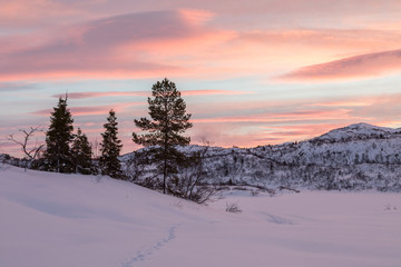 Tracks from a fox leading to some spruce trees in winter landscape with snow and beautiful sunrise, in Setesdal, Norway