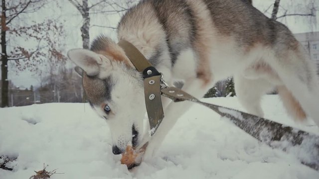 husky dog on snow eating a bone in slow motion at winter