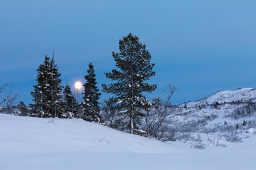 Moon rising behind some spruce trees in winter landscape with snow, in Setesdal, Norway