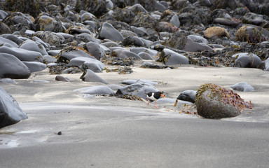 Küsten-Landschaft mit Watvögeln in den Westfjorden, Island 