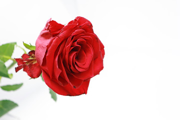 Close up of Red Rose Isolated on White Background with Copy Space