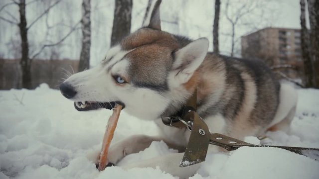 husky dog on snow eating a bone in slow motion at winter