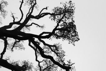 Black and White Silhouette of Oak Tree Branch