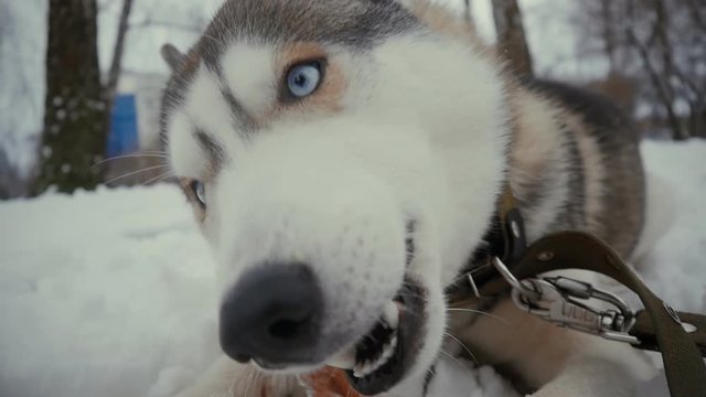 Close up husky dog on snow eating a bone in slow motion at winter