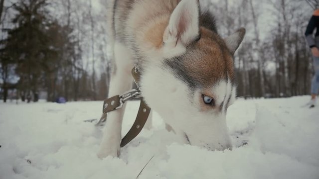 beautiful young woman playing with a dog in a winter snowy park