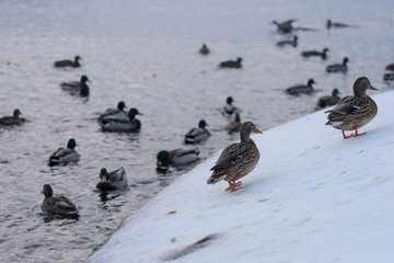 Ducks are swimming in the frozen winter pond in the park