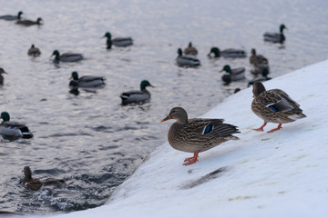 Ducks are swimming in the frozen winter pond in the park