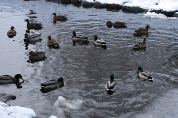 Ducks are swimming in the frozen winter pond in the park