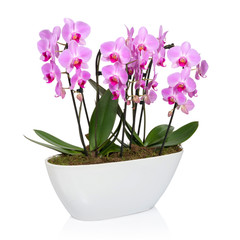 Orchid on white background