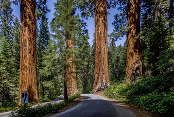 famous big sequoia trees