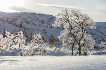 Birch trees, Betula pubescens, in backlit snowy winter mountain landscape.