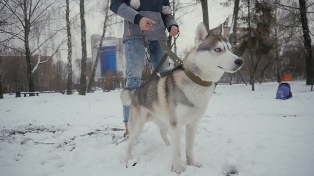 beautiful young woman playing with a dog in a winter snowy park