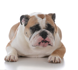 female english bulldog