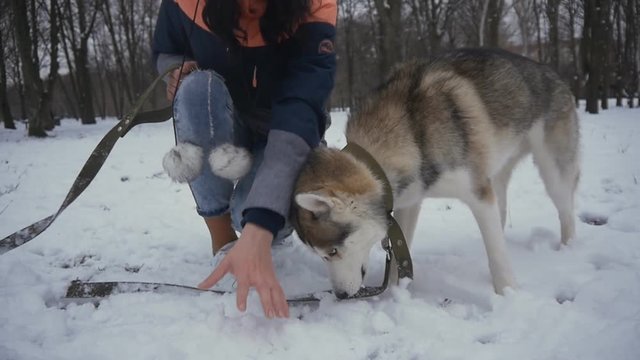 beautiful young woman playing with a dog in a winter snowy park
