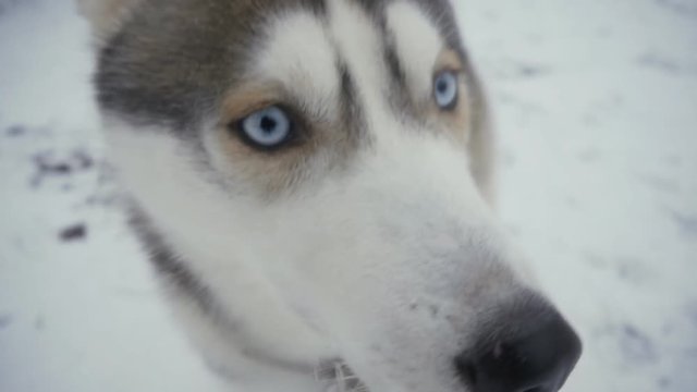 close-up of a funny Husky dog sniffed the camera. Winter, snow, frost