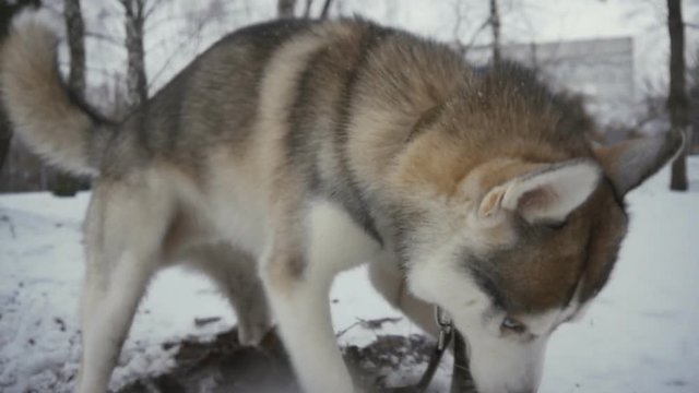 Husky dog in a winter snow-covered park digs a hole