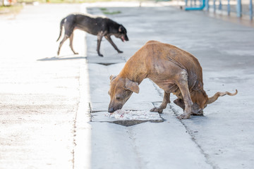 Disabled dog two legs eating food in temple , Thailand