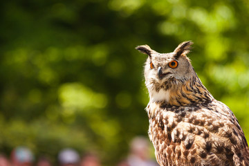 Eurasian eagle-owl resides in much of Eurasia