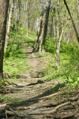the path less traveled a walk in the woods along a trail with hearts in trees 