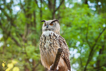Obraz premium Eurasian eagle-owl resides in much of Eurasia