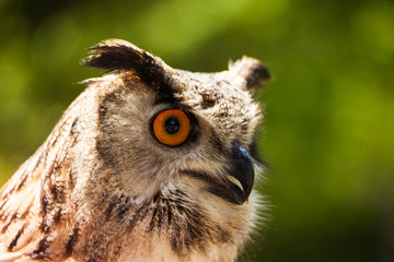 Obraz premium Eurasian eagle-owl resides in much of Eurasia
