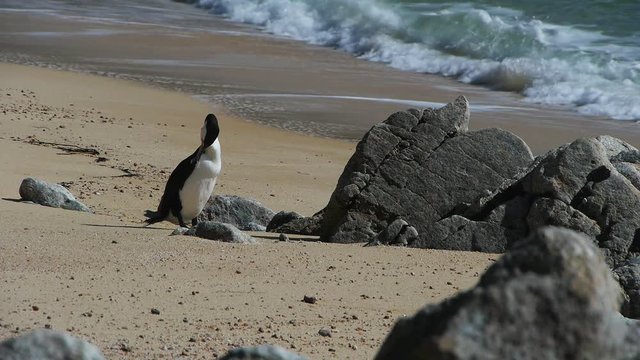 a new zealand pied shag preens its feathers on a sandy beach of the abel tasman national park, new zealand