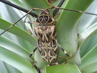 Insecto