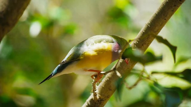 a black headed gouldian finch from the north of australia