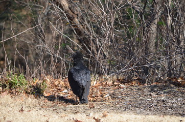 Vulture