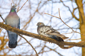 pair of doves on a branch