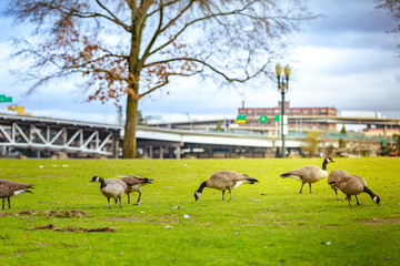 Geese at Tom McCall Waterfront Park