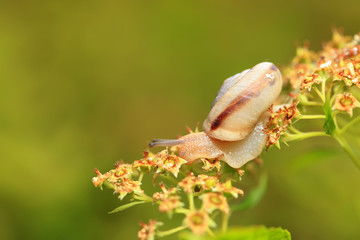 A snail, close-up