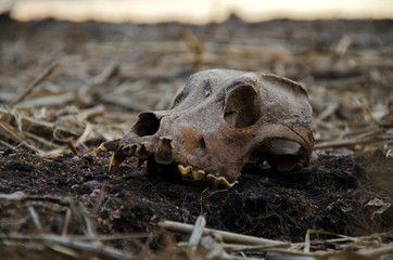 skull of a dog or a wolf close-up